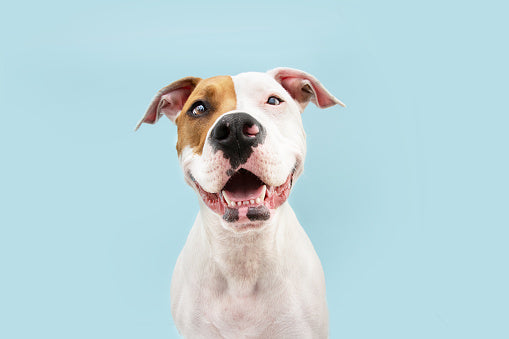 The Benefits of Adopting a Rescue Dog