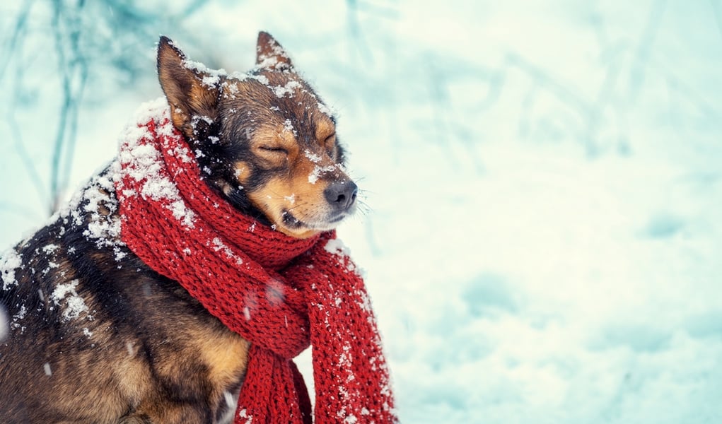 Winter Woof-derland: How to Care for Your Pup During the Chilliest Season
